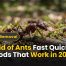 Get Rid of Ants Fast - Quickest Methods That Work in 2026