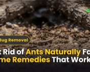 What Is Green Pest Control 2 Get Rid of Ants Naturally - Fast Home Remedies That Work