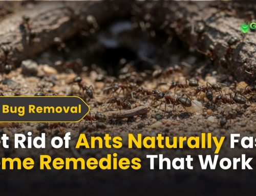 Get Rid of Ants Naturally – Fast Home Remedies That Work