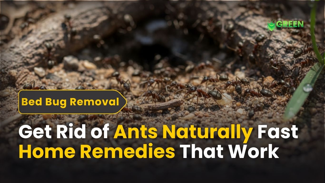 Get Rid of Ants Naturally - Fast Home Remedies That Work