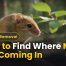 How to Find Where Mice Are Coming In