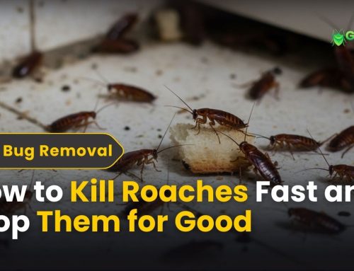 How to Kill Roaches Fast and Stop Them for Good