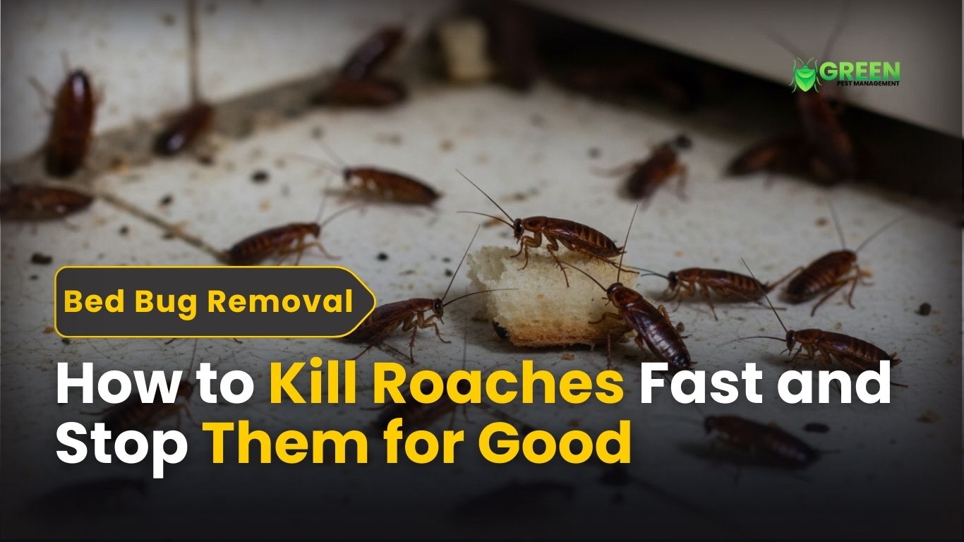 How to Kill Roaches Fast and Stop Them for Good