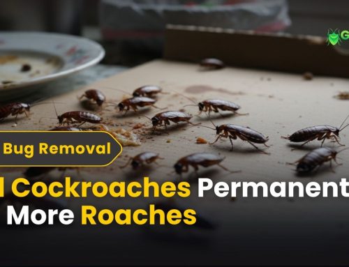 Kill Cockroaches Permanently – No More Roaches