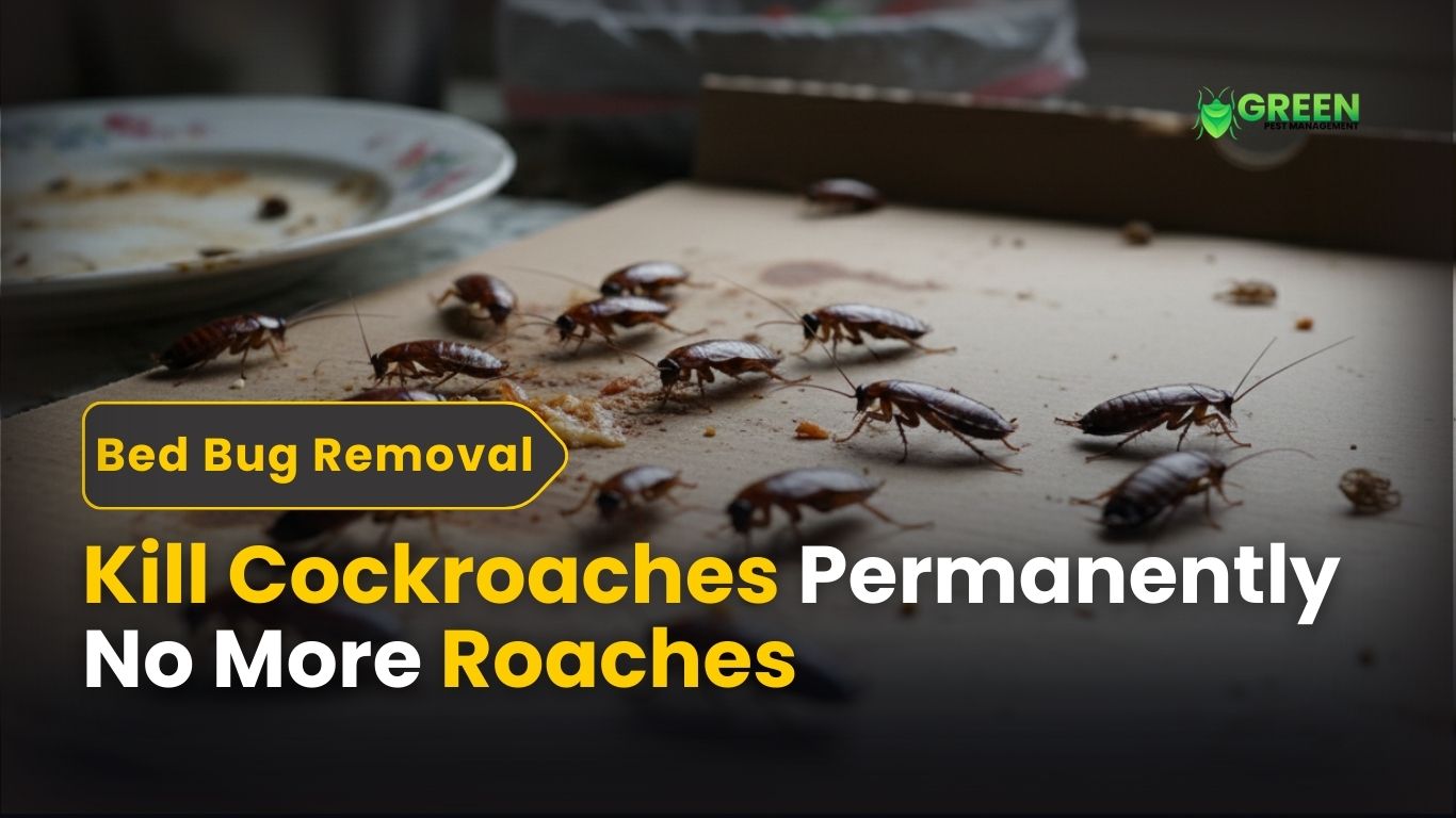 Kill Cockroaches Permanently – No More Roaches