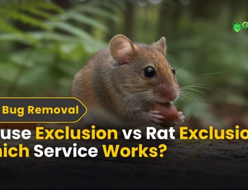 Mouse Exclusion vs Rat Exclusion: Which Service Works?