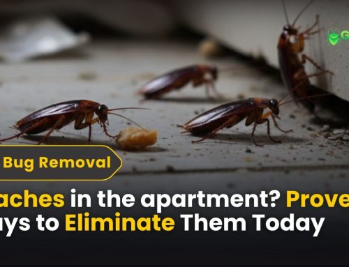 Roaches in the apartment? Proven Ways to Eliminate Them Today
