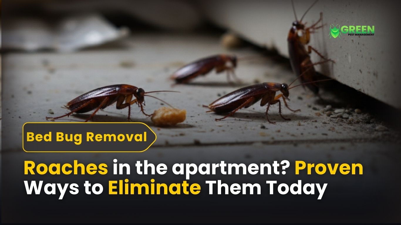 Roaches in apartment Proven Ways to Eliminate Them Today