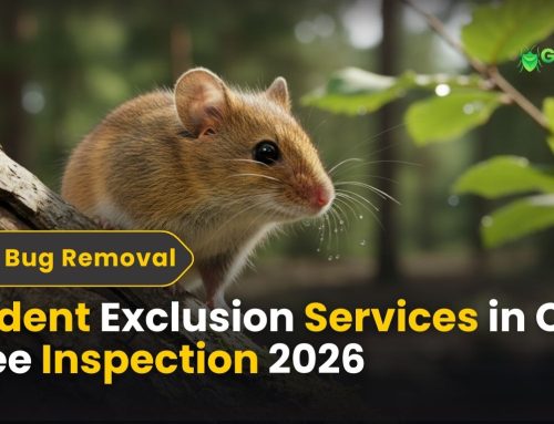 Rodent Exclusion Services in CT | Free Inspection