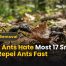 What Ants Hate Most 17 Smells That Repel Ants Fast