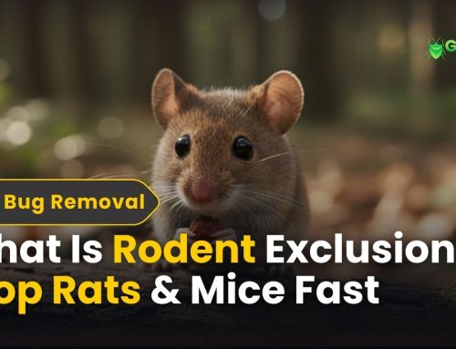 What Is Rodent Exclusion? Stop Rats & Mice Fast