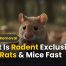 What Is Rodent Exclusion Stop Rats & Mice Fast