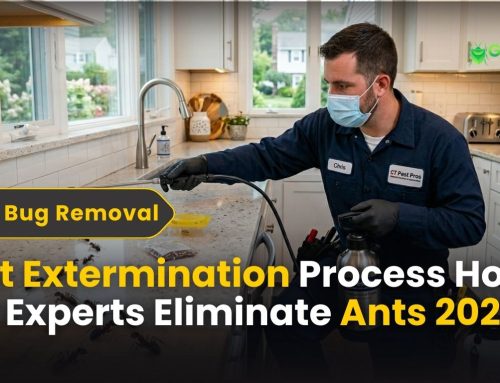 Ant Extermination Process: How Experts Eliminate Ants Fast