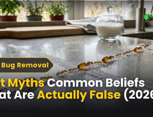 Ant Myths: Common Beliefs That Are Actually False