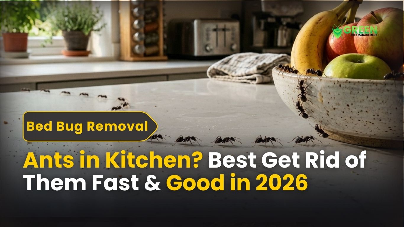 Ants in Kitchen Best Get Rid of Them Fast & Good in 2026