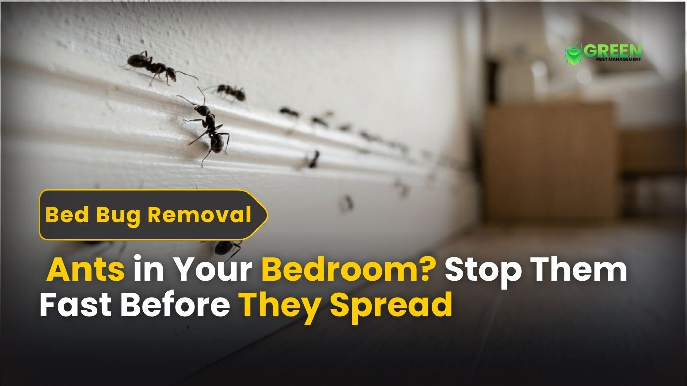_Ants in Your Bedroom Stop Them Fast Before They Spread