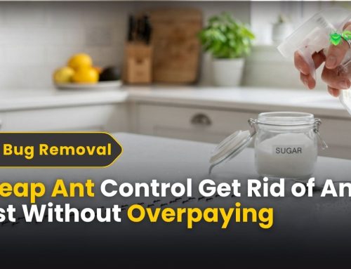 Cheap Ant Control: Get Rid of Ants Fast Without Overpaying