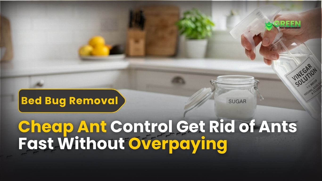 Cheap Ant Control Get Rid of Ants Fast Without Overpaying