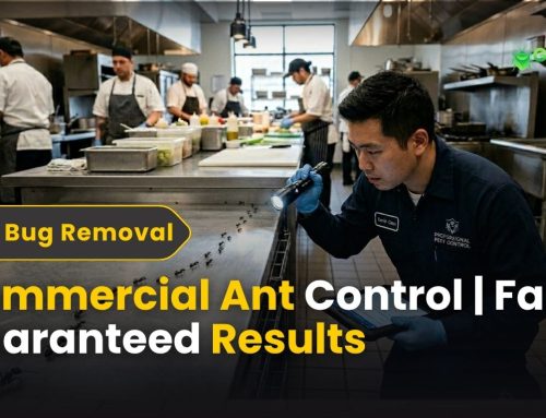 Commercial Ant Control | Fast, Guaranteed Results