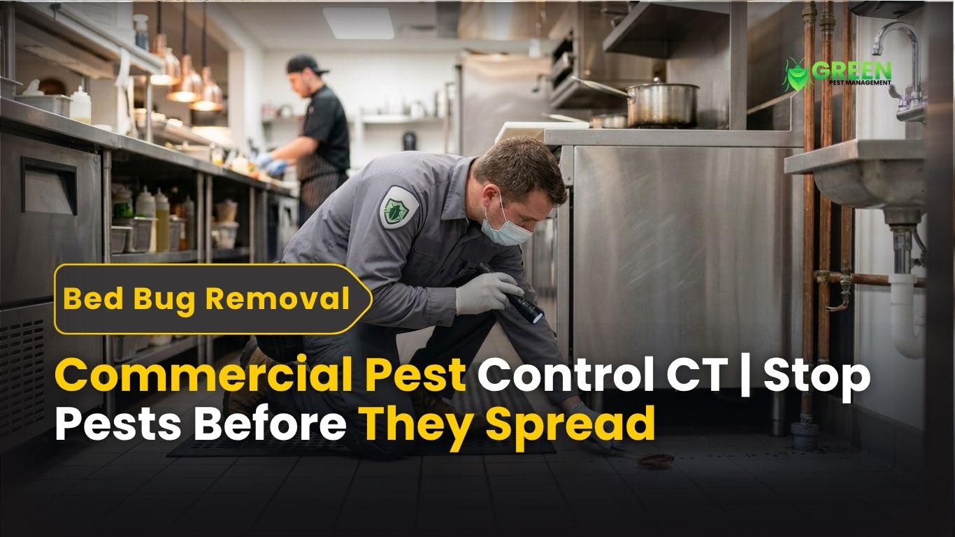 Commercial Pest Control CT Stop Pests Before They Spread