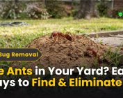 How do IPM programs work? 4 Fire Ants in Your Yard Easy Ways to Find & Eliminate Them
