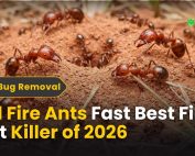 How do IPM programs work? 3 Kill Fire Ants Fast – Best Fire Ant Killer of 2026