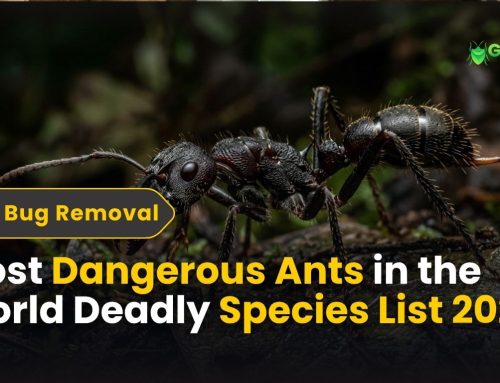 Most Dangerous Ants in the World: Deadly Species List 2026