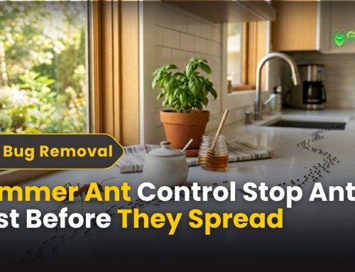 Summer Ant Control: Stop Ants Fast Before They Spread