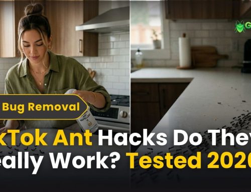 TikTok Ant Hacks: Do They Really Work? Tested 2026