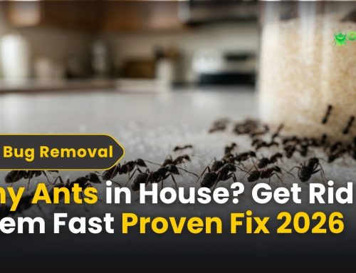 Tiny Ants in House: Get Rid of Them Fast (Proven Fix)