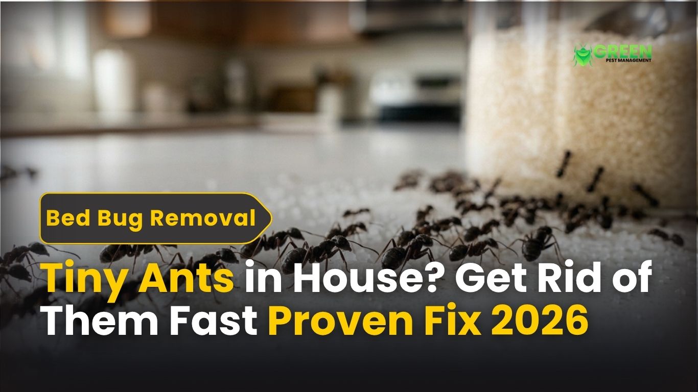 Tiny Ants in House Get Rid of Them Fast (Proven Fix 2026)