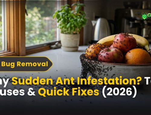 Why Sudden Ant Infestation? Causes & Quick Fixes (2026)