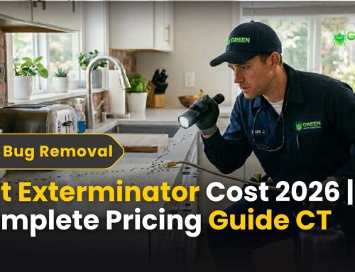 Ant Exterminator Cost 2026 | Complete Pricing Guide CT