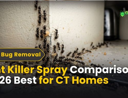 Ant Killer Spray Comparison – Best for Your Home