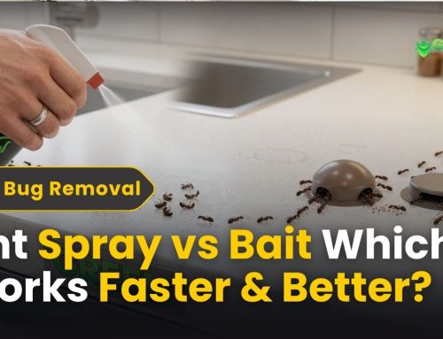 Ant Spray vs Bait: Which Works Faster & Better?