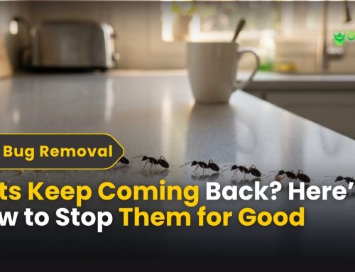 Ants Keep Coming Back? Here’s How to Stop Them for Good