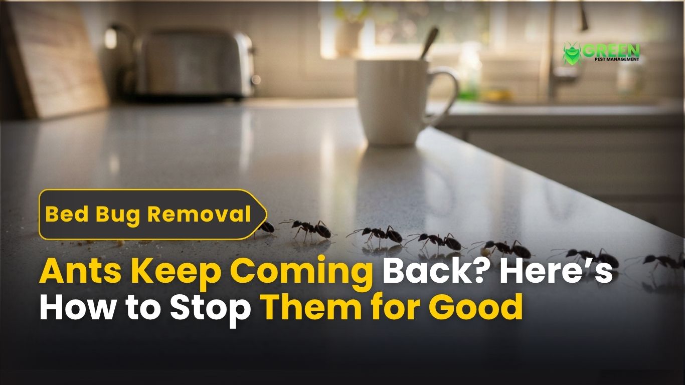 Ants Keep Coming Back Here’s How to Stop Them for Good