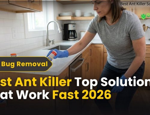 Best Ant Killer: Top Solutions That Work Fast (2026)