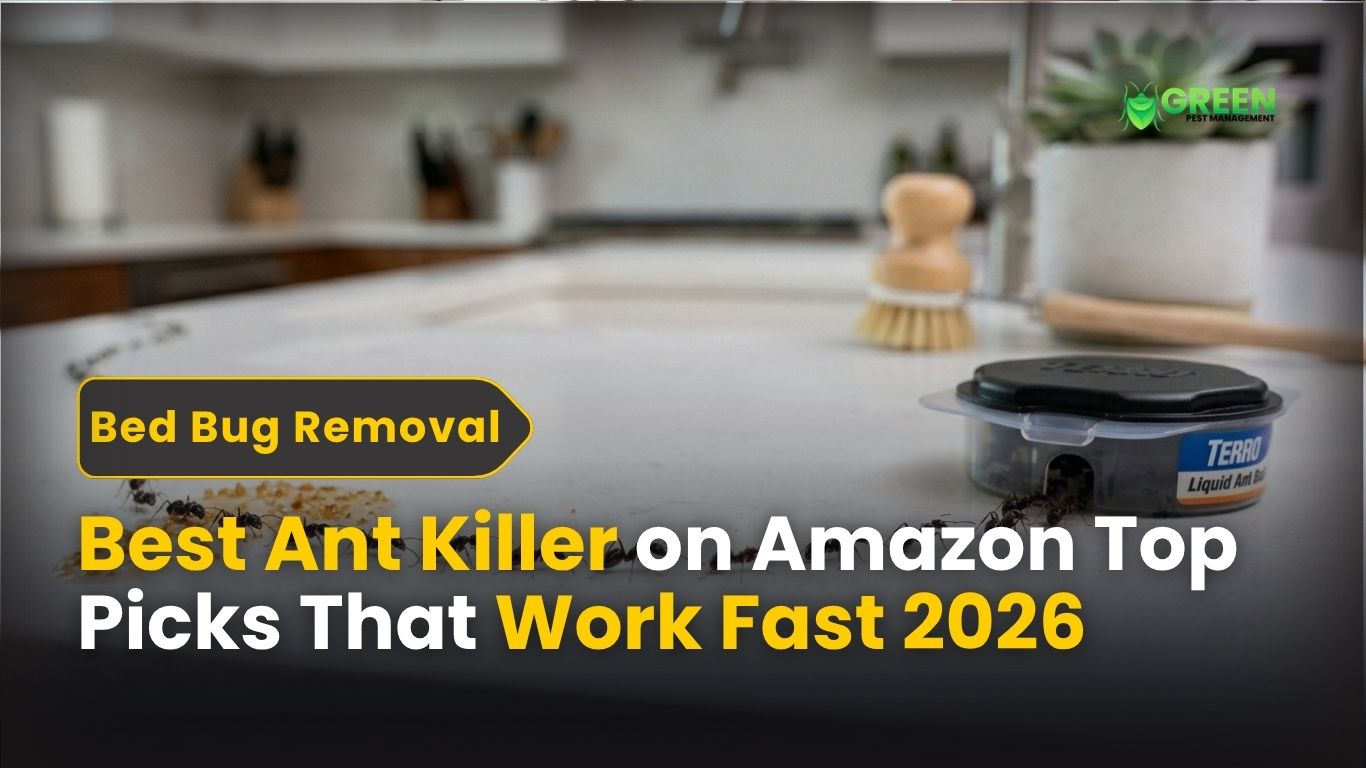 Best Ant Killer on Amazon Top Picks That Work Fast (2026)