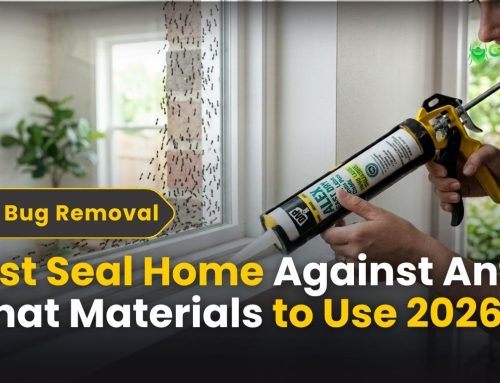 Seal Home Against Ants – What Materials to Use