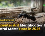 What Is Green Pest Control 5 Carpenter Ant Identification Best Control Starts Here in 2026