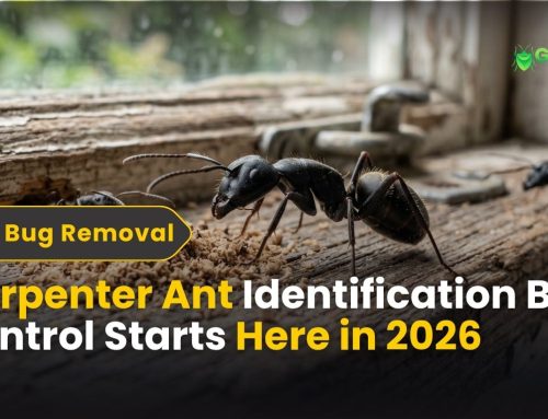 Carpenter Ant Identification Guide – Control Starts Here