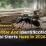 Carpenter Ant Identification Best Control Starts Here in 2026