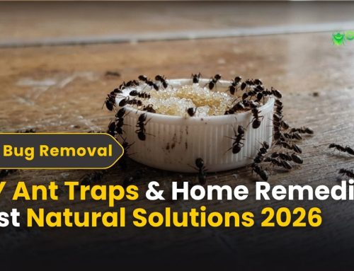 DIY Ant Traps & Home Remedies | Best Natural Solutions 2026
