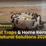 DIY Ant Traps & Home Remedies | Best Natural Solutions 2026