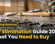How to Get rid of Ants 2 DIY Elimination Guide – What You Need to Buy
