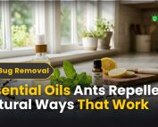 How do IPM programs work? 4 Essential Oils Ants Repellent: Natural Ways That Work