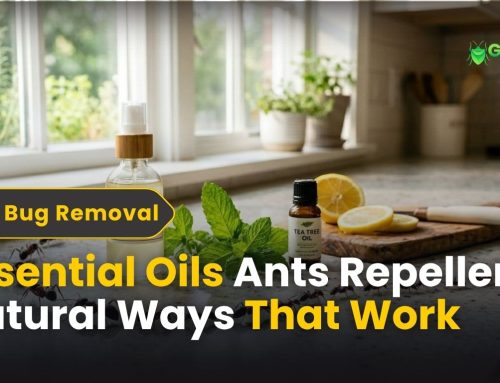 Essential Oils Ants Repellent: Natural Ways That Work