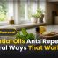 Essential Oils Ants Repellent: Natural Ways That Work