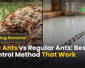 What Is Green Pest Control 4 Fire Ants vs Regular Ants Best Control Method That Work